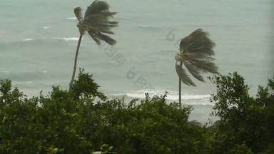 海边景观自然灾难飓风强大的强热带风暴风摇摆椰子棕榈树重热带风暴